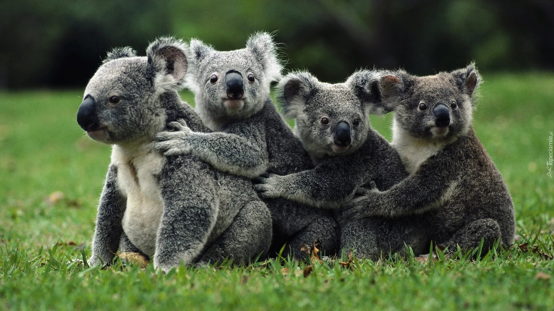 Коала животное. Коала на рабочий стол. Фауна Австралии. Семья коал.