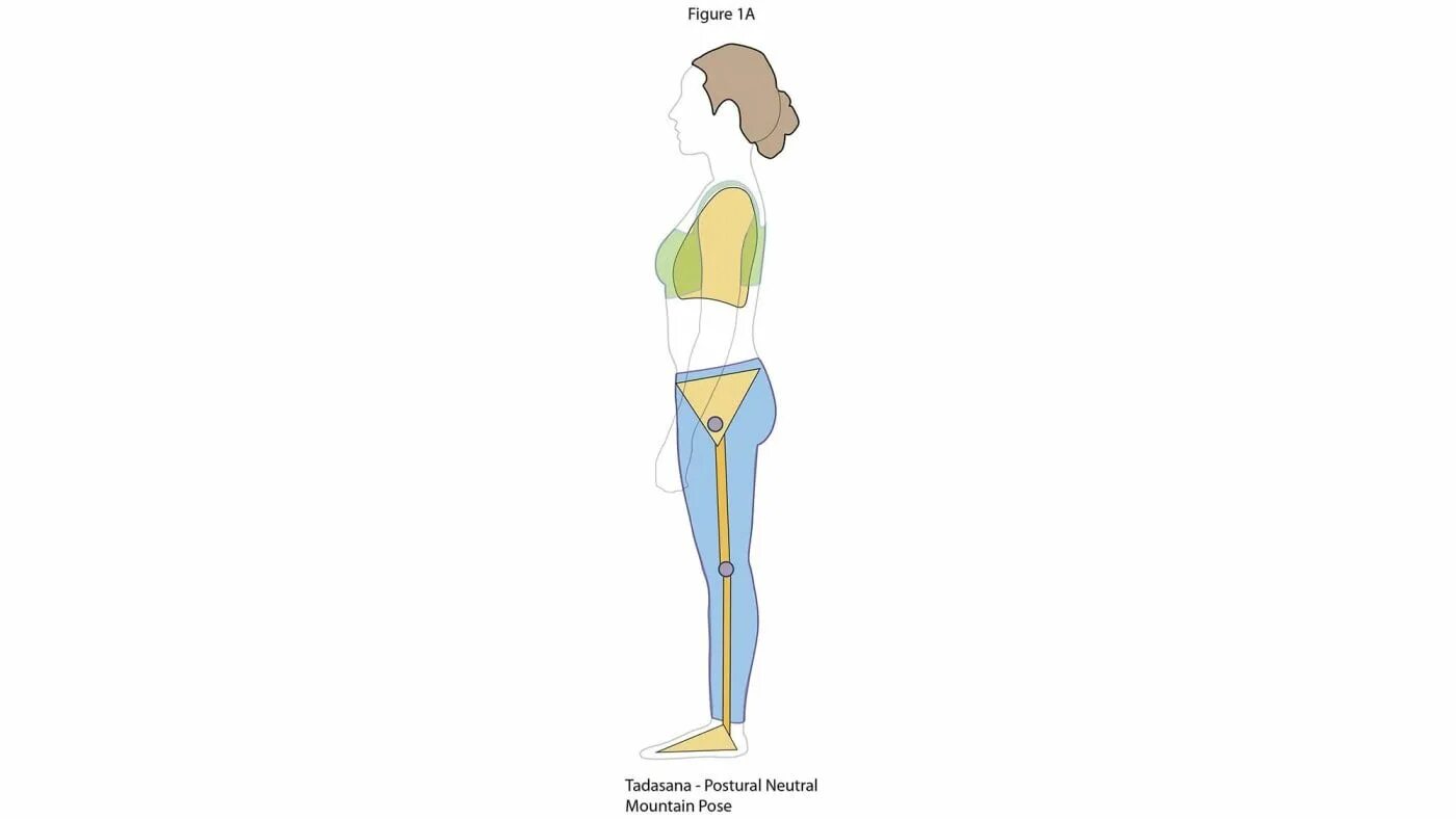 Вертикальное положение тела. Анатомия йоги Тадасана. Поза горы рисунок. Йога анатомия поза горы. Тадасана схема.