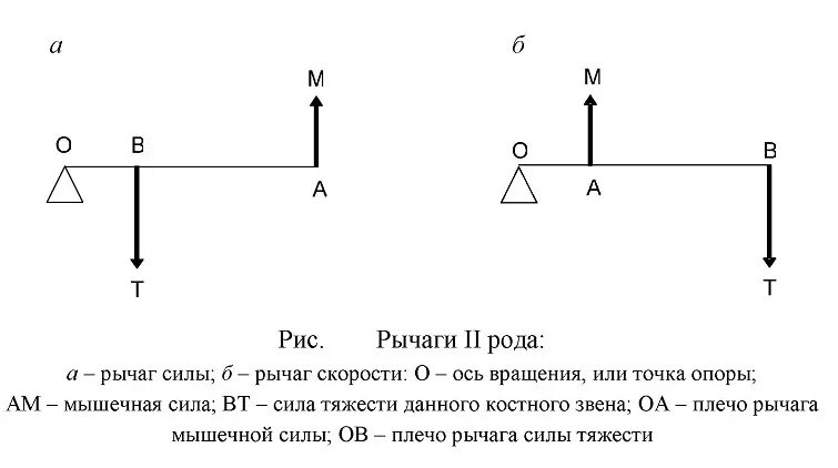 Рычаг скорости. Закон рычага. Рычаг силы. Рычаг силы и рычаг скорости.