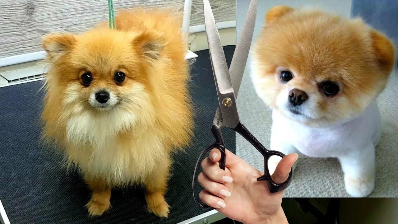 Scientists Trace Pomeranian Heritage to Teddy Bears #dogs #puppies #omg Cute pom