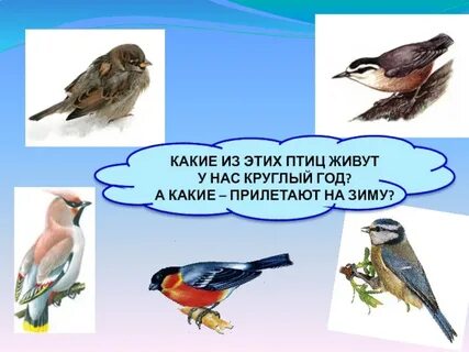 Какие птицы круглые