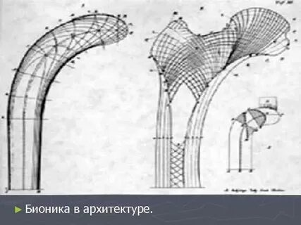 Бионика курск
