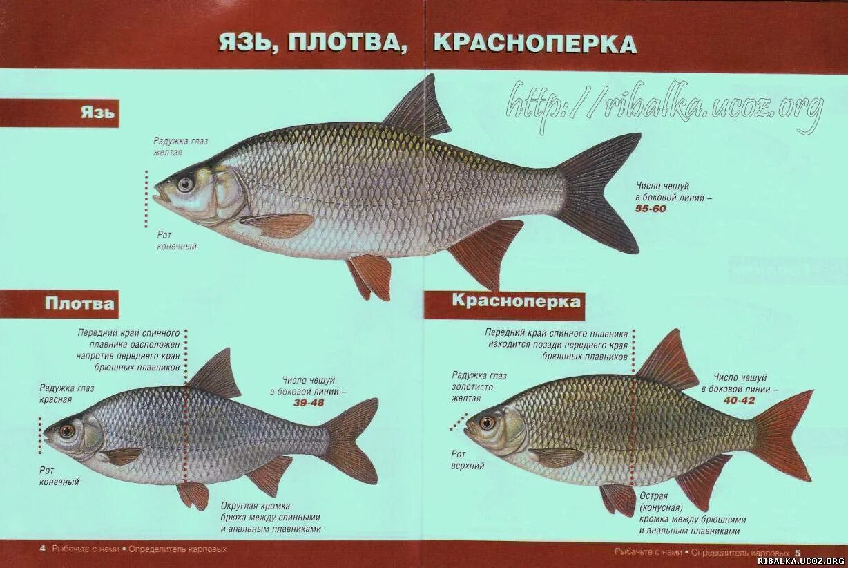 Рыба различие. Краснопёрка и плотва различия. Плотва и красноперка отличия. Плотва красноперка вобла. Отличие плотвы от красноперки.