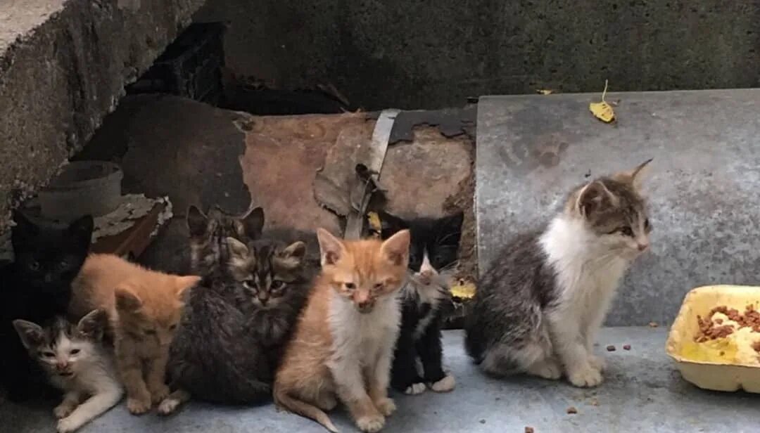 Бездомные котята. Брошенные кошки. Бездомный. Брошенные котята на улице. Кидать кошку