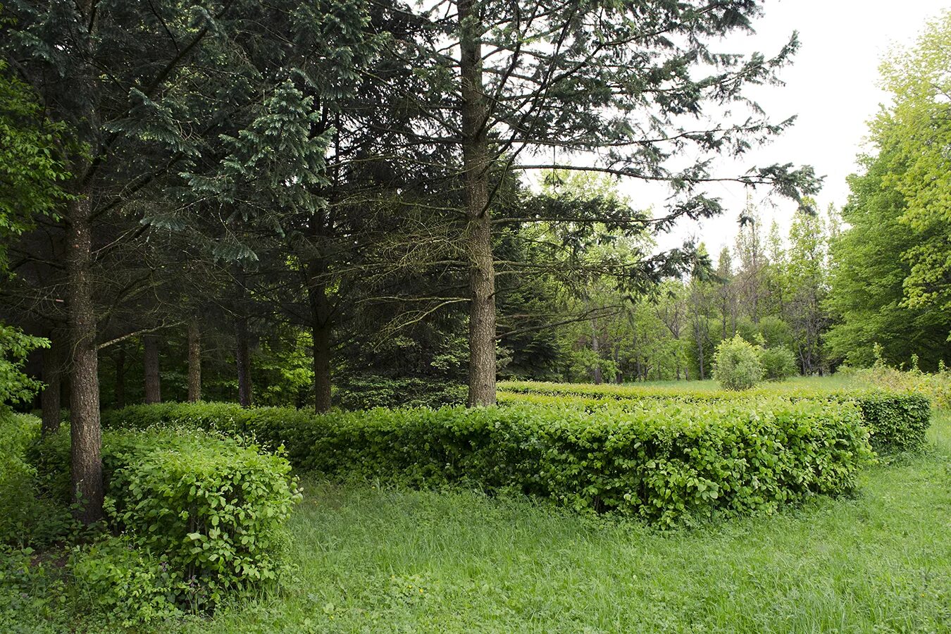 Лесной участок особенности. Заповедник лес на Ворскле Белгородской области. Заповедник Белогорье лес на Ворскле. Заповедник Белогорье Дубрава. Участок заповедника лес на Ворскле Белгородской области.