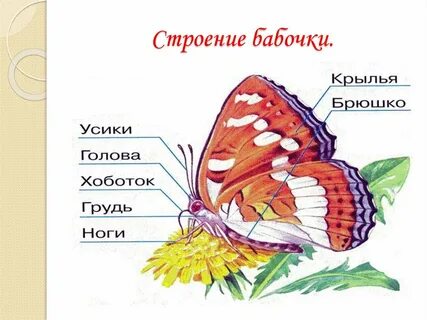 Особенности строения бабочек