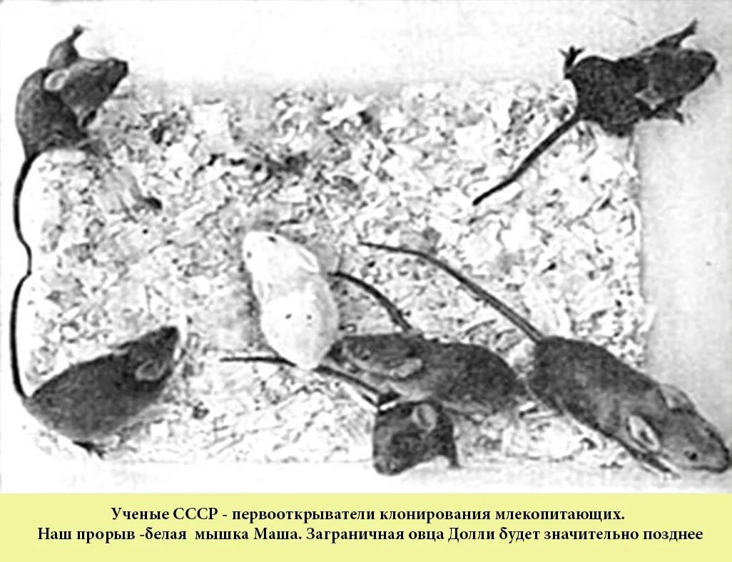 Первым в мире клонированным млекопитающим была