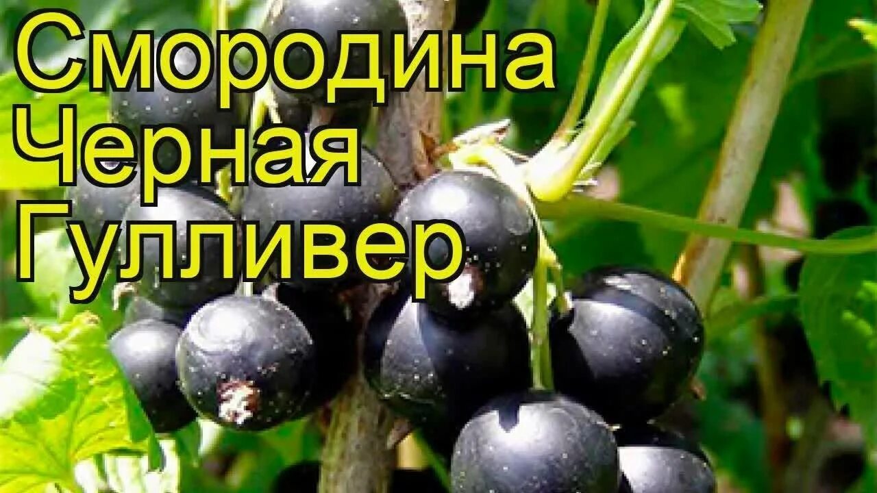 Смородина гулливер описание отзывы. Смородина гулливер описание отзывы. Смородина сорт гулливер. Смородина гулливер описание отзывы. Смородина вологда описание.