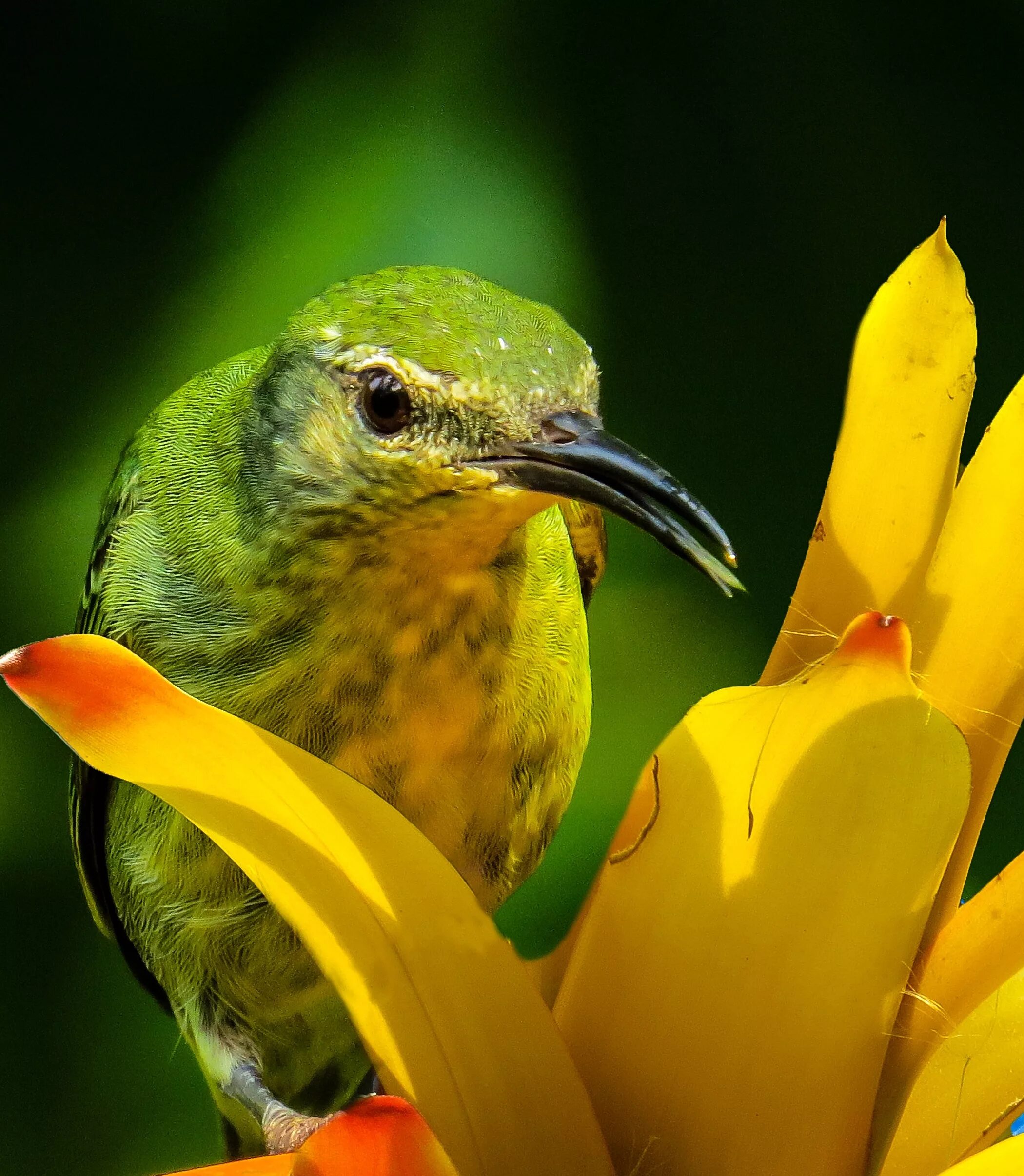 Черно зеленая птичка. Зеленая птица. Желто зеленая птица. Птица зелёного цвета. Птица желто зеленого цвета.