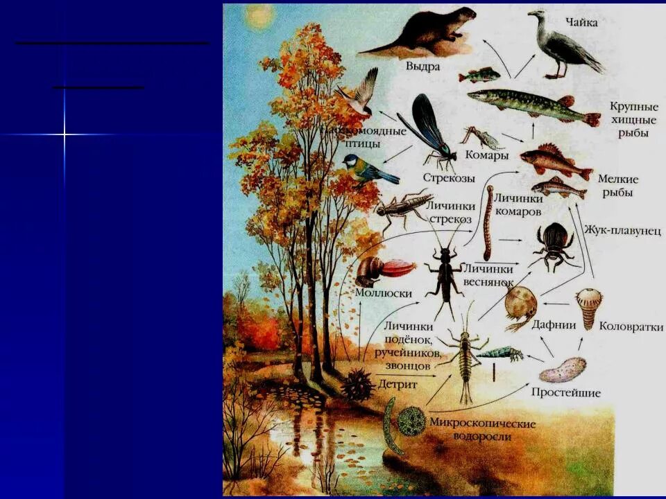 Пищевая цепь. Пищевая сеть. Цепь питания с комаром. Стрекоза пищевая цепь.