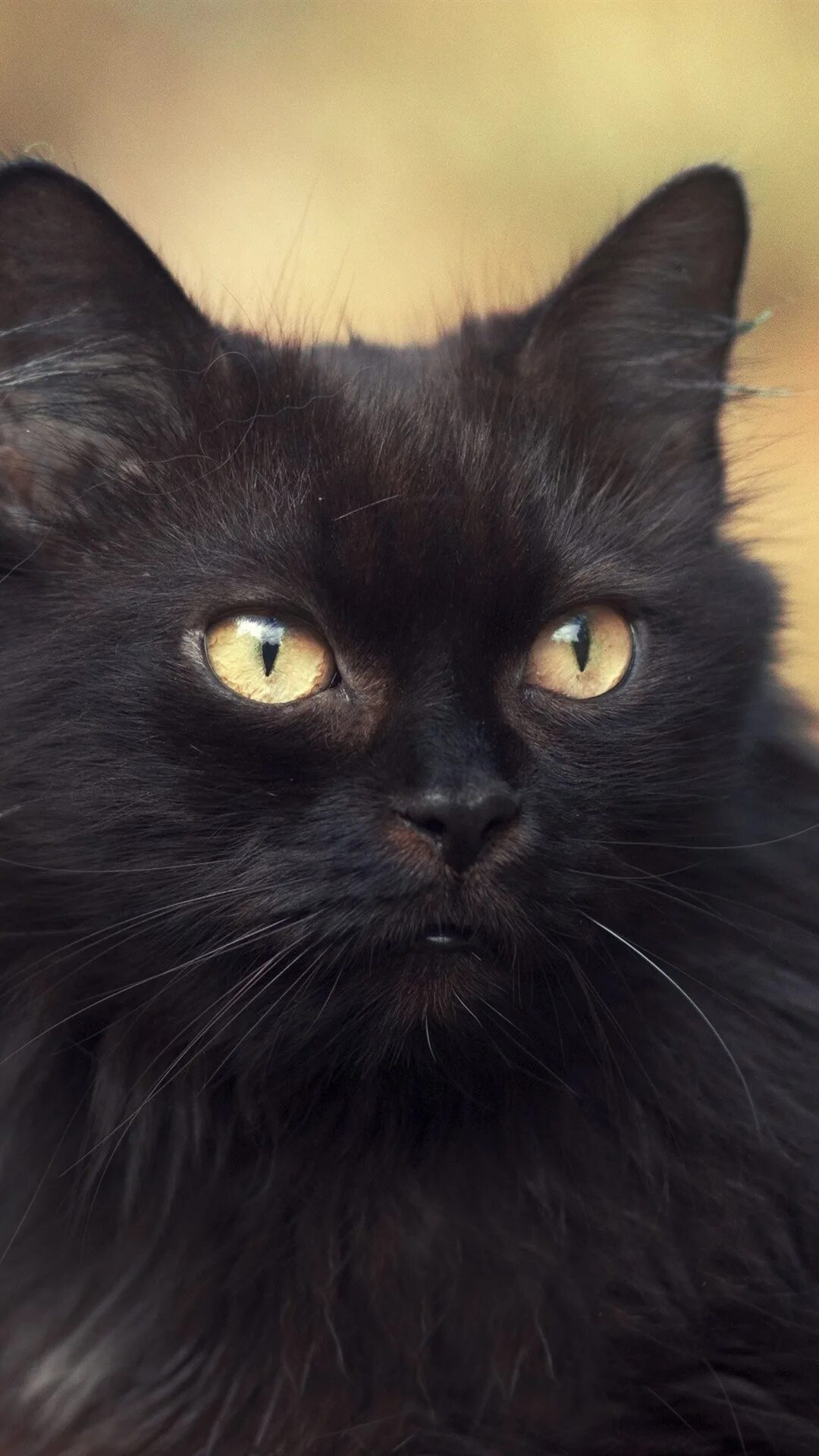 Порода черной кошки с желтыми глазами. Шантильи Тиффани кошка. Нибелунг черный. Шантильи Тиффани черный зеленоглазый. Кот пушистый чёрный.