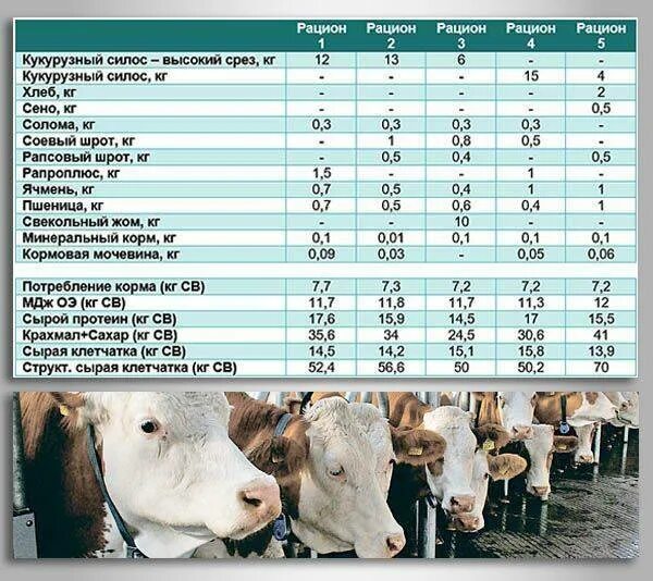 Сколько давать корове сена. Зерновой откорм Бычков рацион кормления. Откорм молодняка крупного рогатого скота. Рационы кормления Бычков мясного направления. Таблица кормления Бычков.