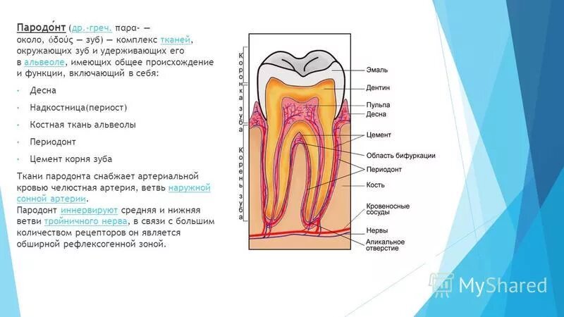 Ткани зуба периодонт строение. Строение периодонта гистология. Схема строения зуба и пародонта. Строение пародонта и периодонта. Функции тканей зубов