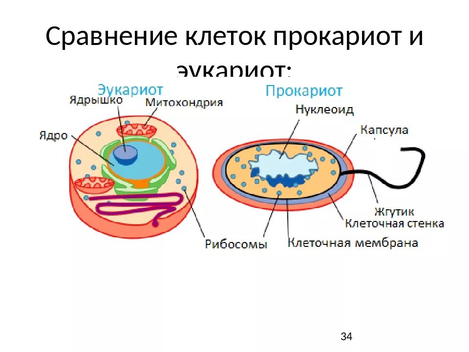 Эукариоты сравнение. Сравнение клеток прокариот и эукариот рисунок. Прокариотическая клетка и эукариотическая клетка сравнение рисунок. Эукариотическая клетка и Прокариотическая клетка рисунок. Строение бактерий эукариот.