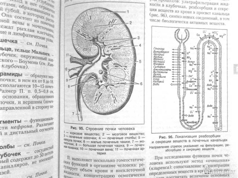 Корковое вещество почки функции. Мозговое вещество почки функции. Функции коркового вещества почки. Корковое и мозговое вещество почки функции. Почки анатомия человека.