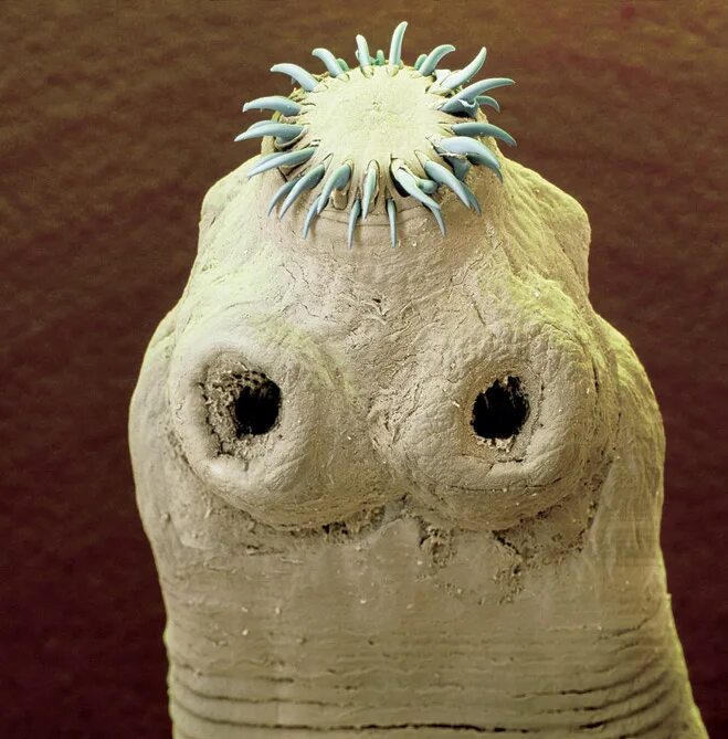 бактерии под микроскопом. зеленый микроб. микробы страшные картинки. злая бактерия. микробы под микроскопом для детей.