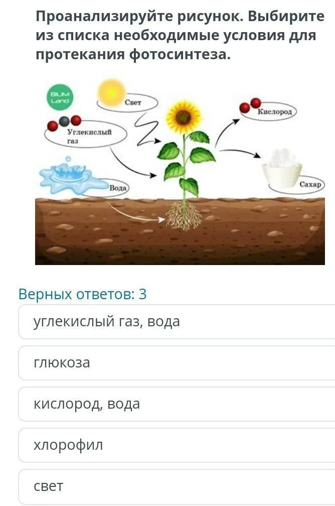 Проанализируйте рисунок. Условия протекания фотосинтеза. Условия необходимые для протекания фотосинтеза. Три условия для протекания фотосинтеза. Условия необходимые для протекания процесса фотосинтеза.