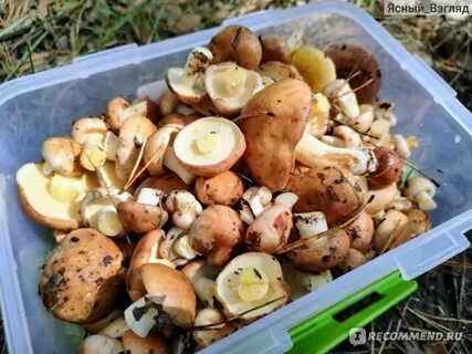Обязательно снимать пленку с маслят