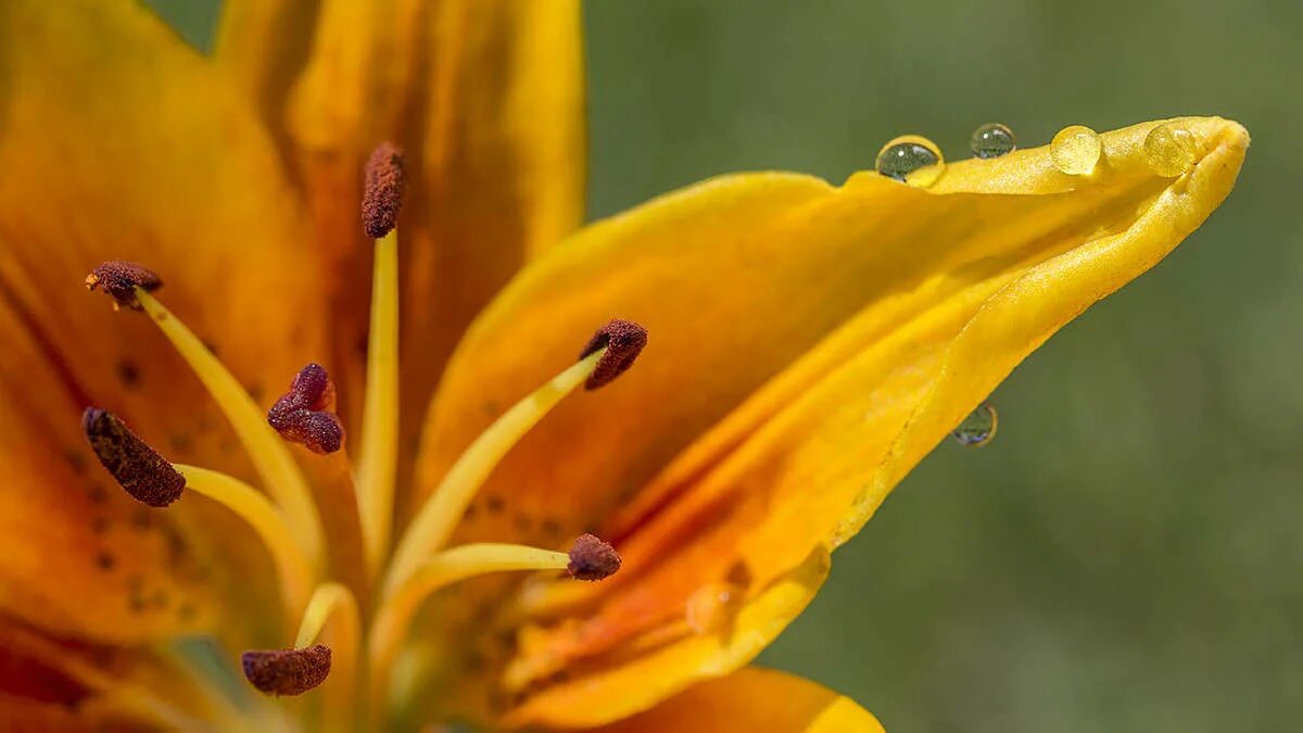 Free Images : blossom, leaf, flower, petal, bloom, botany, flora, flowers, close