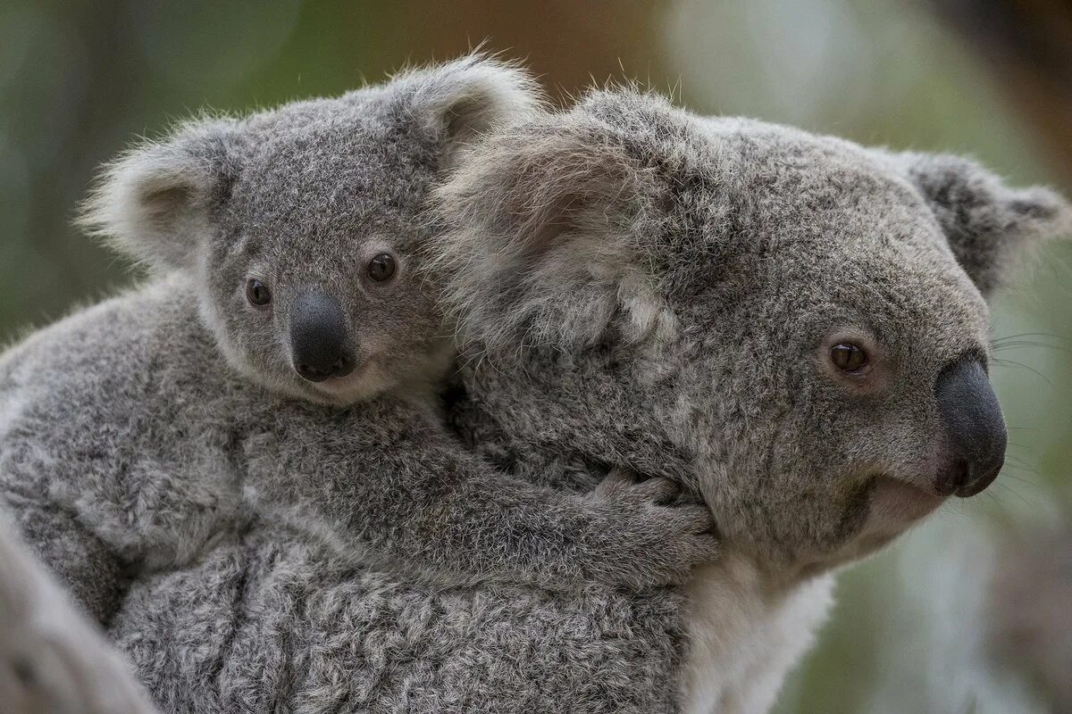 Сумчатые животные коала. Коала в Австралии. Мишка коала австралийская. Медведи коалы в Австралии.