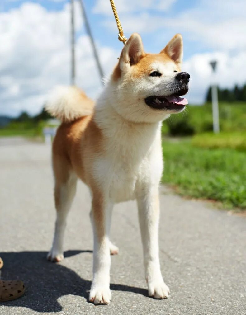 Акита-ину. Японская Акита ину. Японская порода собак Акита. Порода собак ину Акита ину.