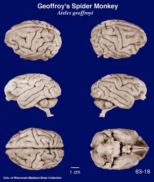 Какой мозг у приматов. Головной мозг человека и приматов. Мозг человека и обезьяны в сравнении. Мозг обезьяны строение.
