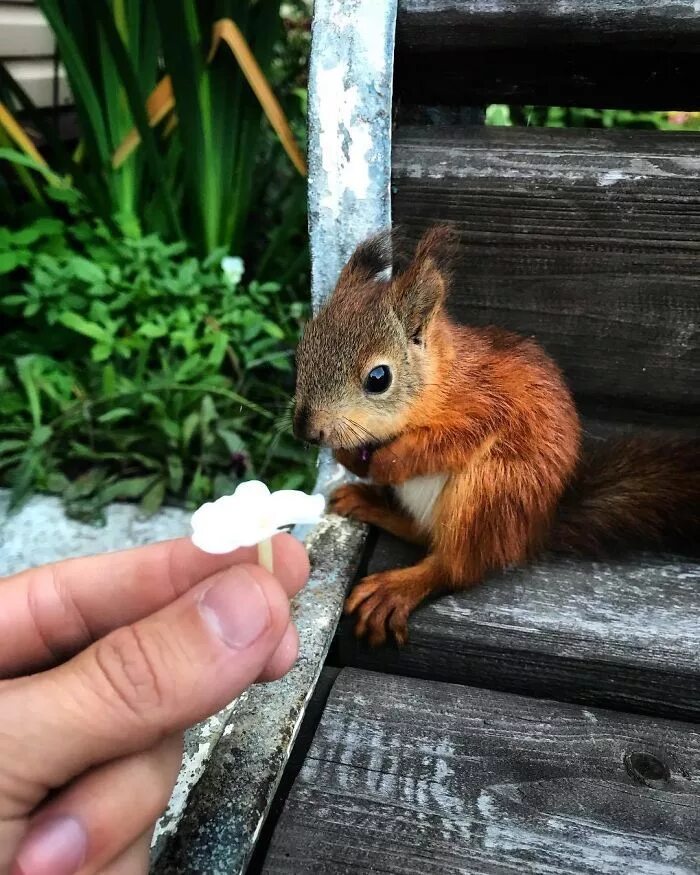 New Born Squirrel Online bellady.by