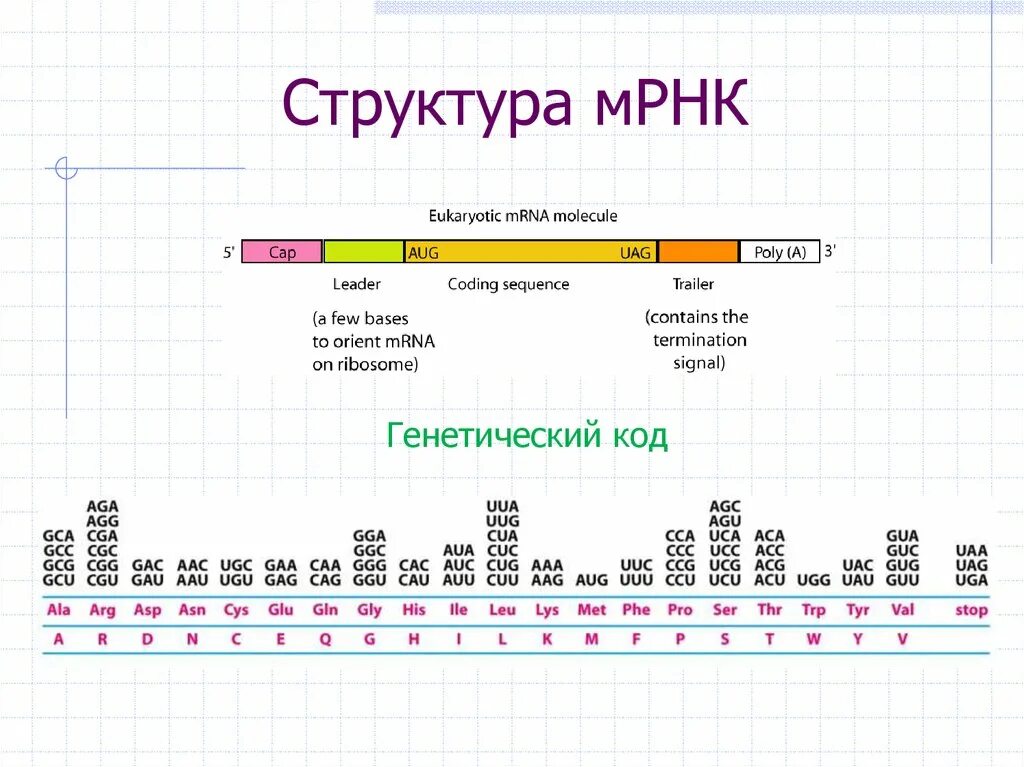 МРНК прокариот особенности строения. Структура зрелой МРНК. Структура матричной РНК. Строение МРНК прокариот.