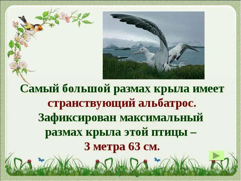 1 Апреля день птиц. День птиц презентация. Международный день птиц презентация. Международный день птиц презентация для начальной школы.