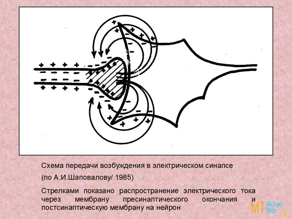 механизм передачи возбуждения в электрическом синапсе