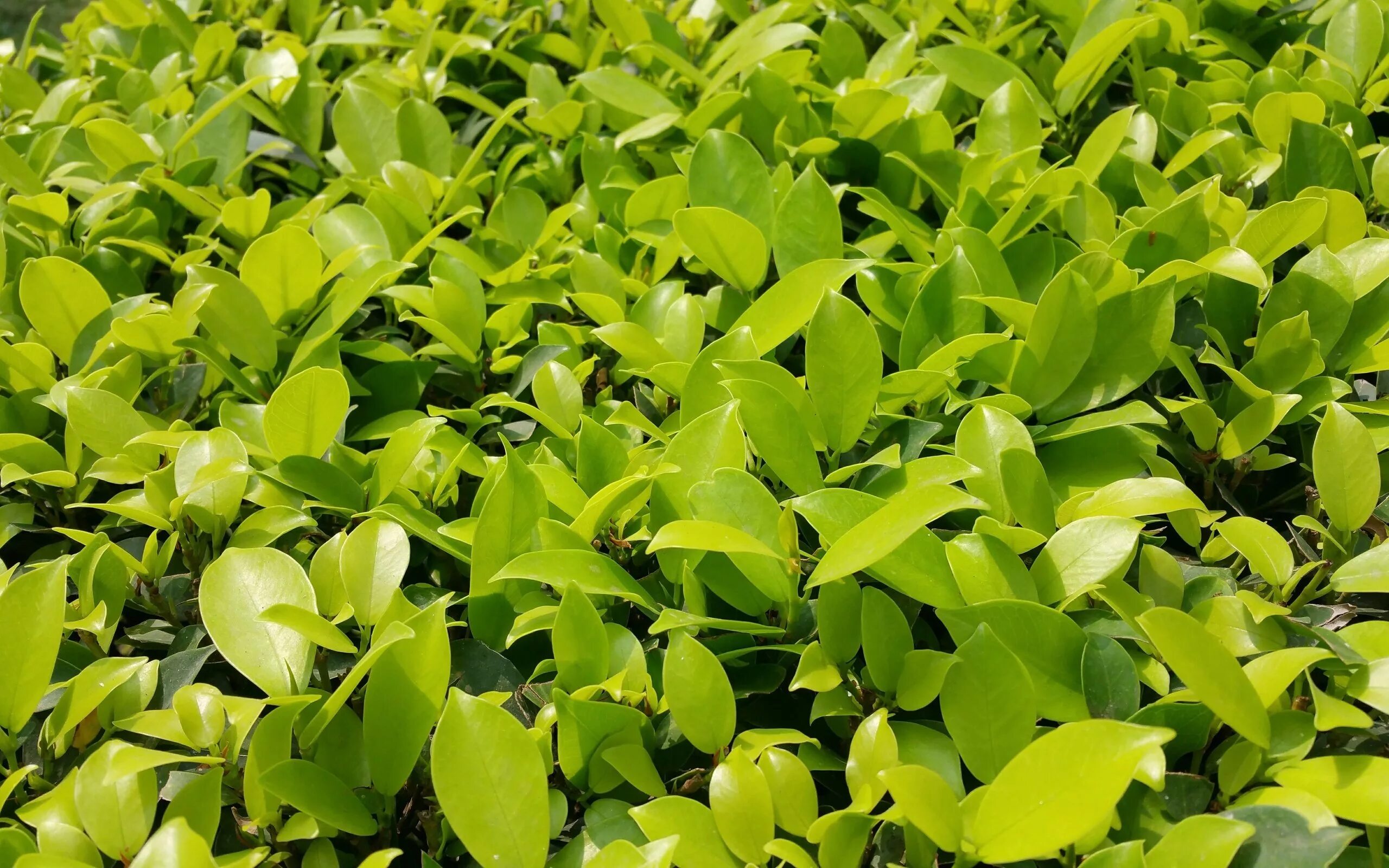 Листва. Суккулент фрактал. Природа зелень листва. Зеленая растительность. Клевер многолистный.