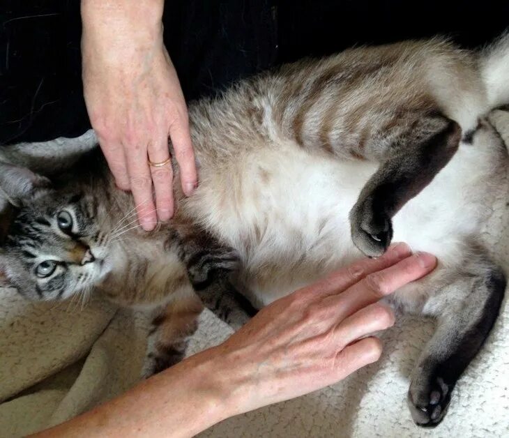 Сердцебиение у котят. Измерение пульса у кошек. сердцебиение у кошек. кошачий пульс. как проверить пульс у кота.