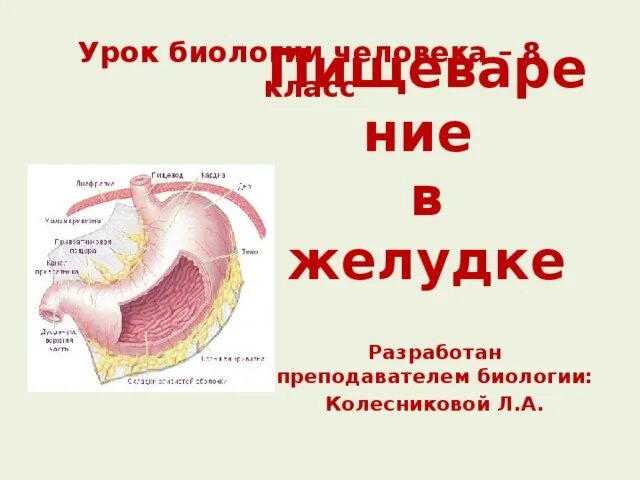 Желудок тест 8 класс. Пищеварение в желудке 8 класс биология. Урок биологии 8 класс пищеварение в кишечнике. Пищеварение в кишечнике таблица 8 класс биология. Желудок человека 8 класс.