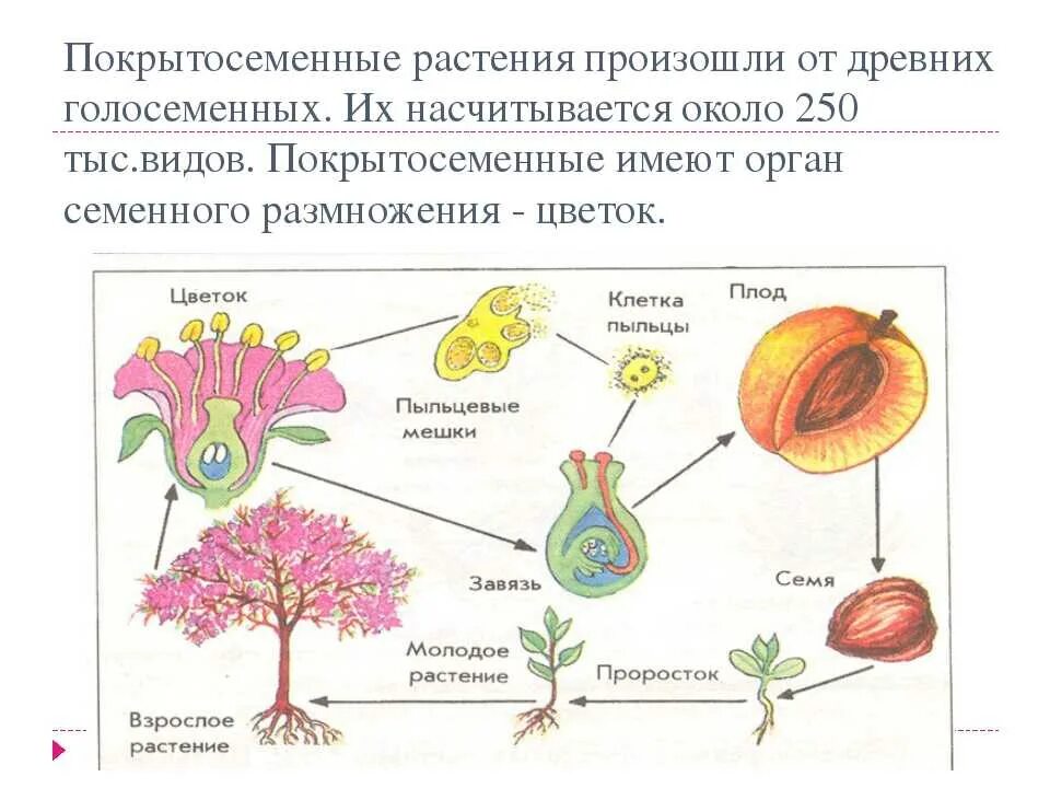 Приведите примеры голосеменных и покрытосеменных растений. Размножение покрытосеменных таблица. Цикл покрытосеменных схема. Покрытосеменные и цветковые растения 5 класс. Покрытосеменные растения биология 6 класс.