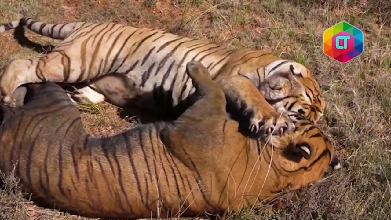 Битвы диких животных видео. Лев против тигра реальные битвы. Тигр в реальной жизни.