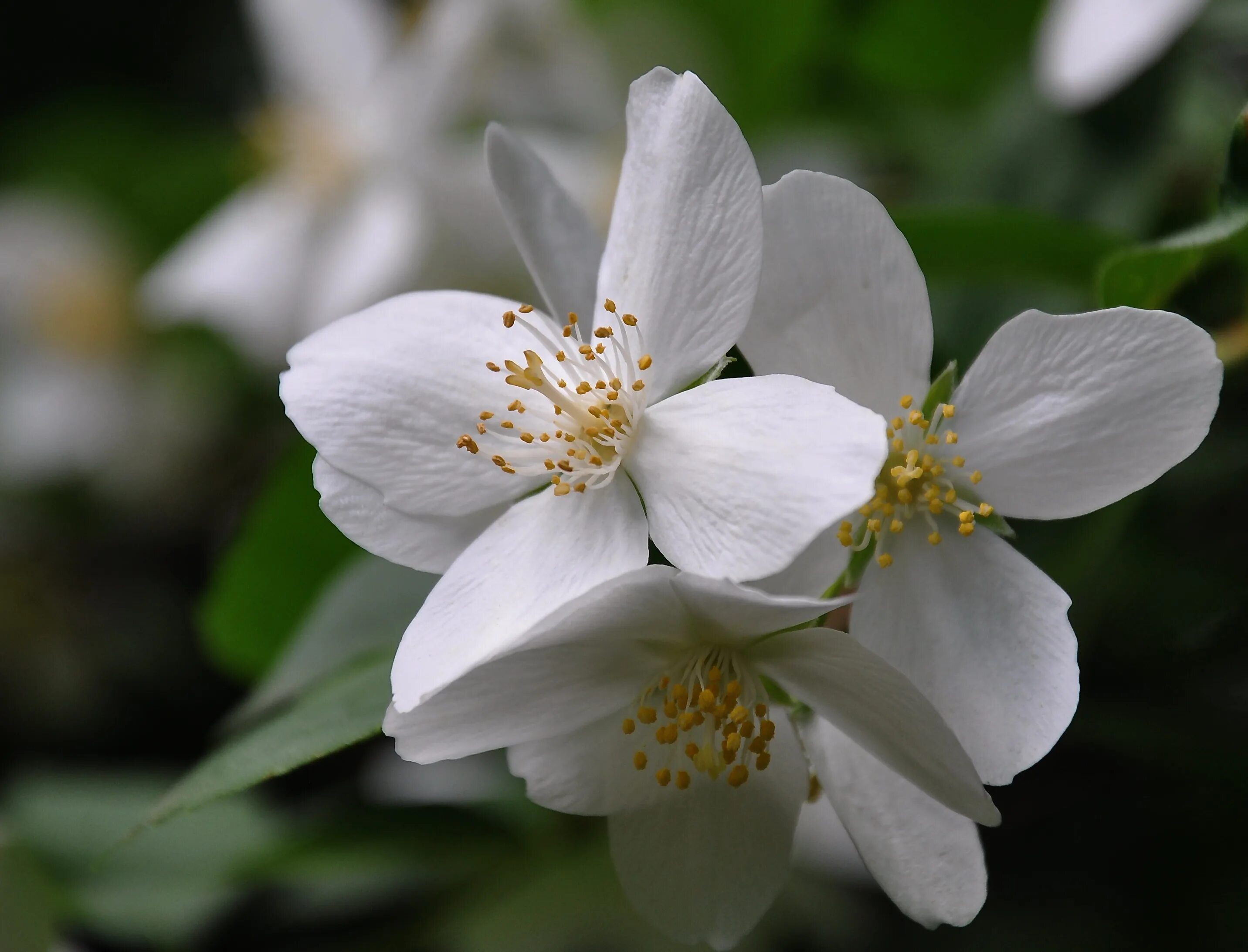 5 апреля цветок. Чубушник белый.