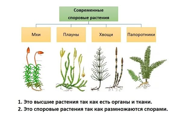 Многообразие высших растений