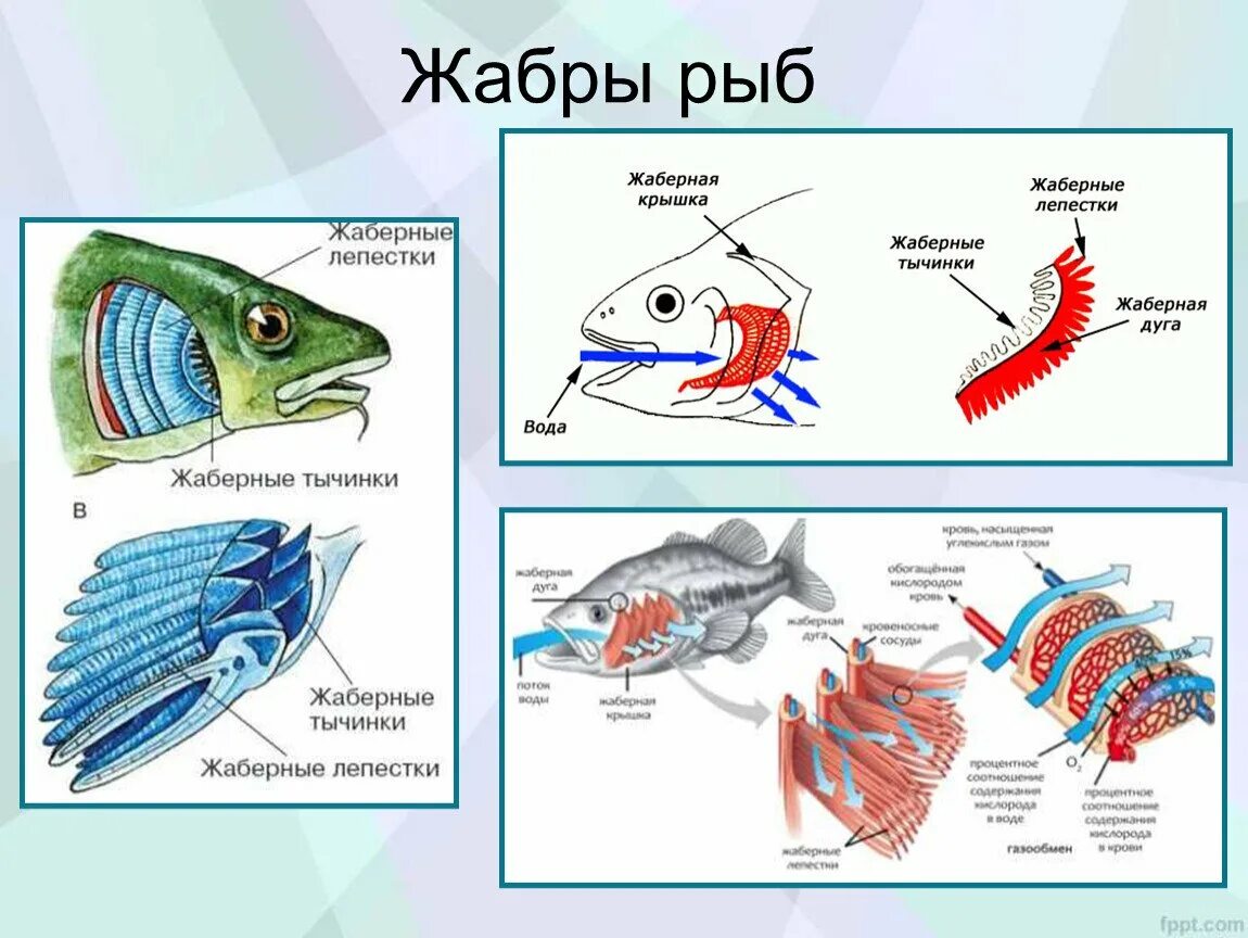 Как дышат рыбы в воде. Дыхательная система костных рыб схема. Строение жабр костистых рыб. Дыхательная система рыб жабры. Строение жаберного аппарата костных рыб.