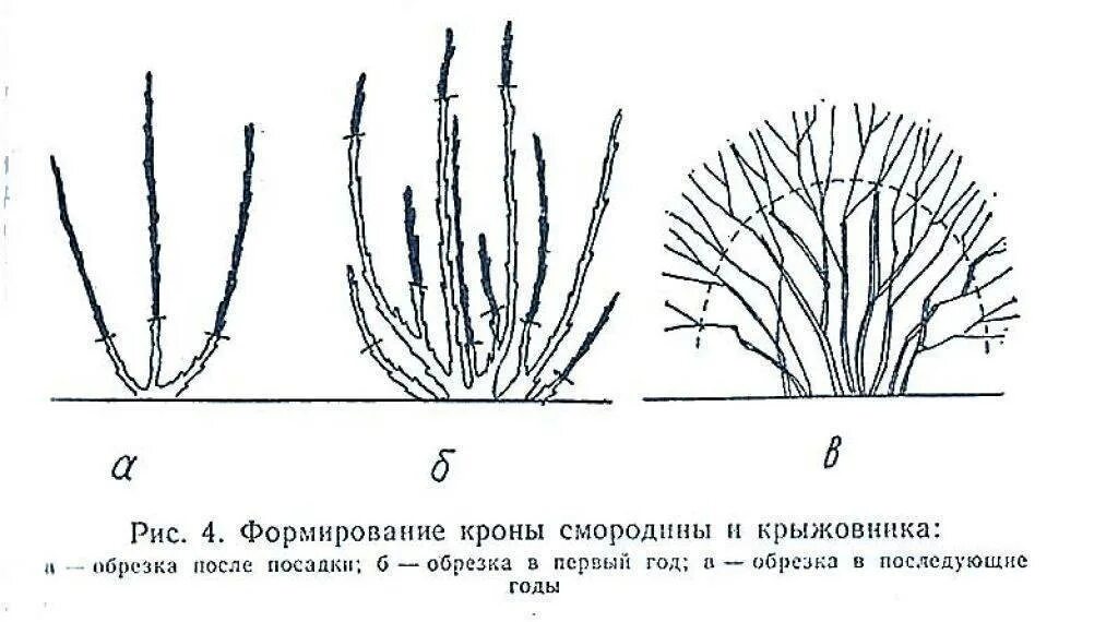 Обрезка смородины и крыжовника осенью. Схема обрезки крыжовника весной. Схема обрезки крыжовника осенью. Схема формировки крыжовника. Подрезка смородины весной