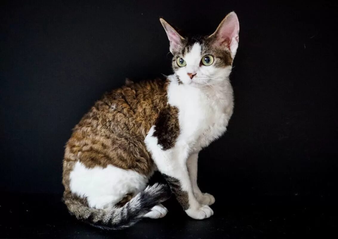 Девон рекс фото. Девон рекс взрослый. Даймонд рекс кошка. Devon Rex кошки. Котик Девон рекс взрослый.