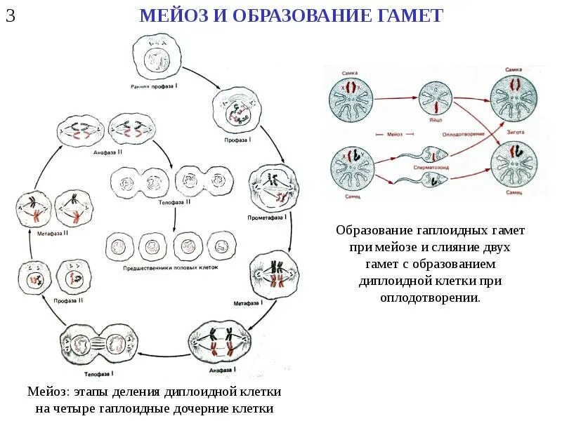 Мейоз в жизненном цикле организмов