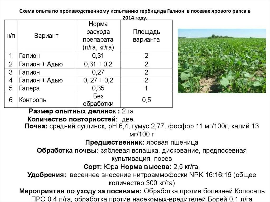 Схема обработки ярового рапса. Схема полевого опыта гречихи. Схема опыта ярового рапса. Норма посева рапса.