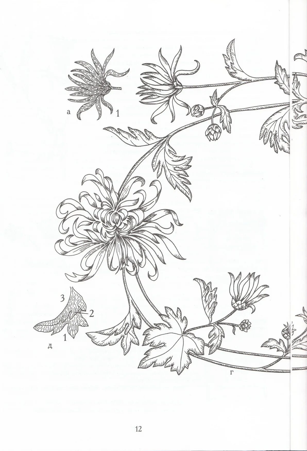 Хризантема схема. Японские цветочные узоры для вышивки гладью. Узоры для вышивки гладью цветы. Старинные узоры для вышивки гладью. Эскизы для вышивки гладью.
