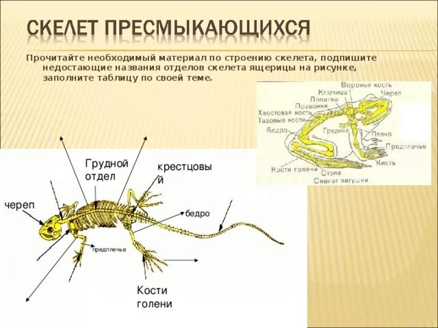 Опорная система рептилий. Внешнее строение рептилий и скелет. Скелет отделы пресмыкающихся строение. Кости составляющие отдел скелета ящерицы. Строение скелета пресмыкающихся.