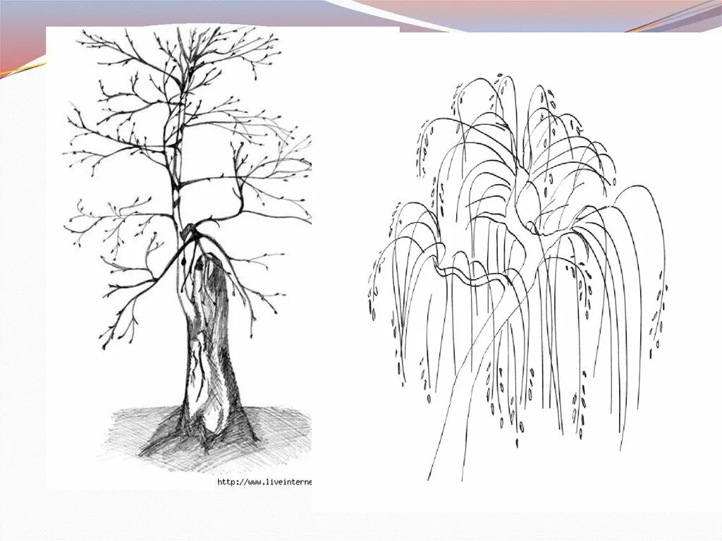 Дерево для рисования. Диния и ке выразительные возможность. Зарисовки деревьев. Характер линий дерево.
