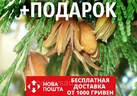 Калоцедрус низбегающий семена (20 шт) (Calocedrus decurrens) для выращивани...