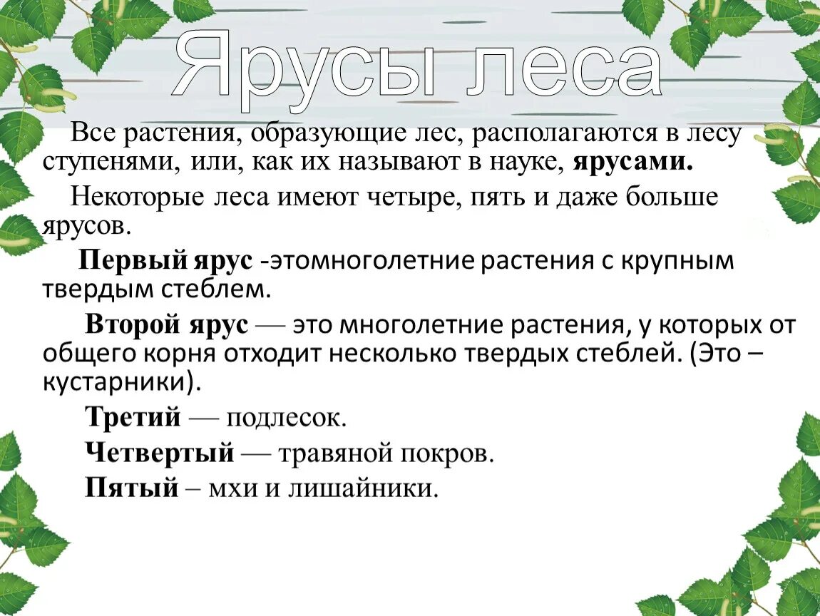 Растения в лесу располагаются ярусами. Первый ярус леса. В лесу растения образуют ярусы. В лесу образуются ярусы. Растения 4 яруса леса