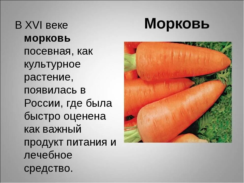 Морковь. Сообщение про морковь. Рассказ про морковь. Культурное растение морковь.