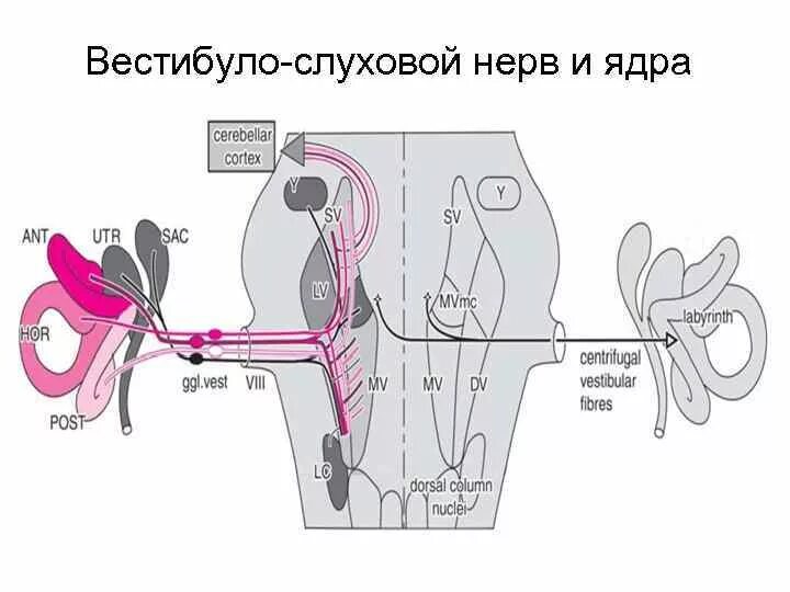 Слуховой нерв в мозге. Вестибуло кохлеарный нерв анатомия. Вестибулослуховоц нерв. Слуховой нерв анатомия. Ядра слухового нерва.