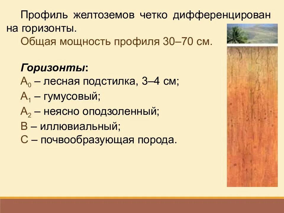 Какие почвы в субтропиках. Желтоземы профиль почвы. Красноземы и желтоземы влажных лесов почвенный профиль. Желтозёмы и краснозёмы почвы характеристика. Желтоземы почвенные горизонты.